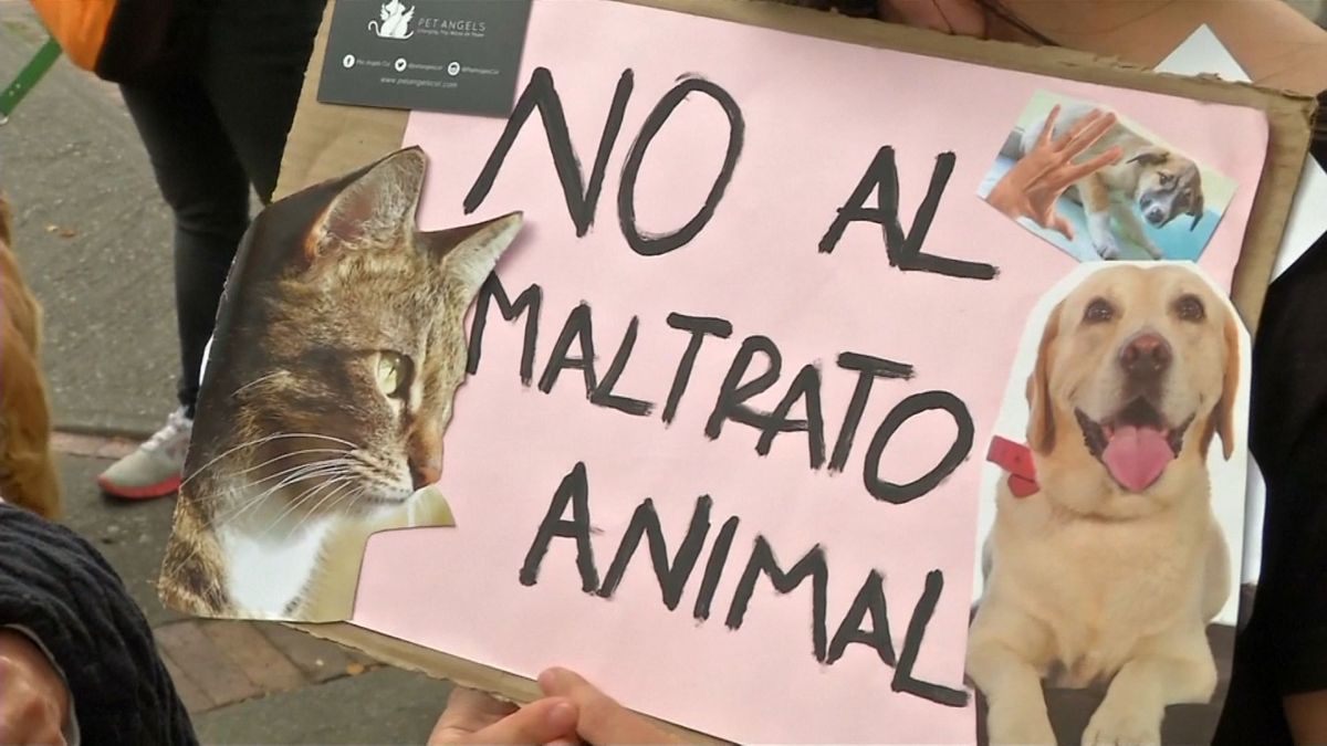 Comodoro fue sede de un encuentro centrado en procedimientos y protección contra el maltrato animal.