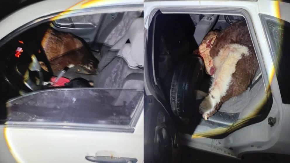Hallan terneros faenados en un auto y detienen a un carnicero de Trelew