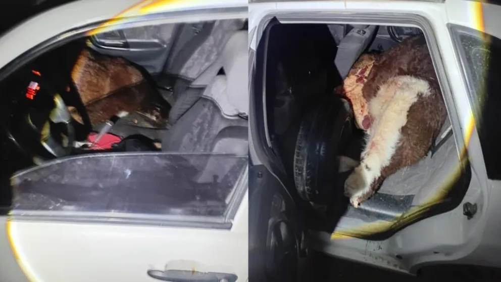 Hallan terneros faenados en un auto y detienen a un carnicero de Trelew