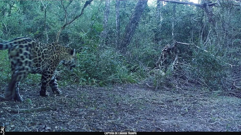 Un nuevo yaguareté macho fue documentado en el Parque Nacional Río Pilcomayo 