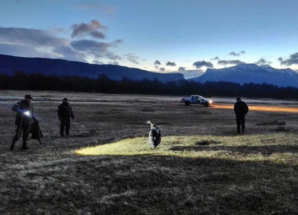 Santa Cruz: gendarmes rescataron a un cóndor andino herido