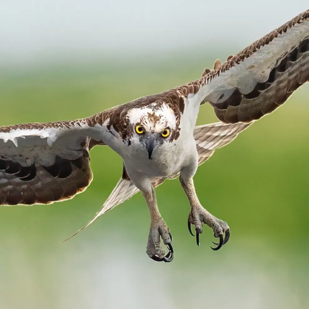 El ojo salvaje de Mark Smith: el fotógrafo que transformó la vida silvestre en espectáculo visual