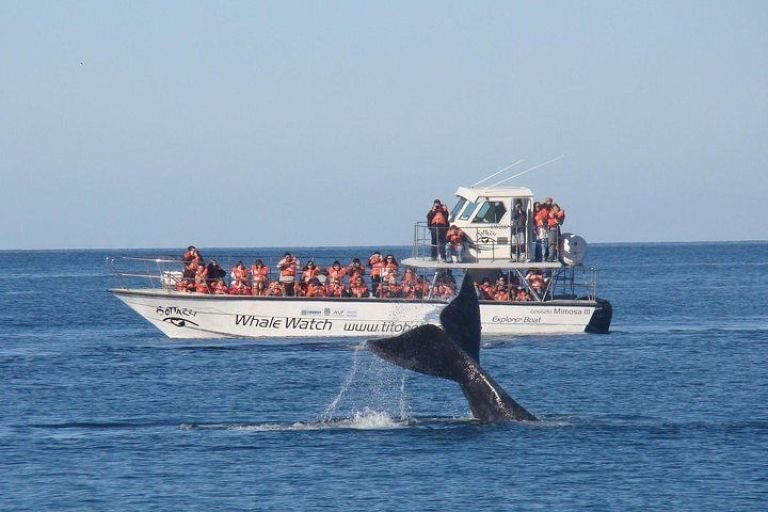 Chubut se prepara para recibir a las ballenas: tarifas y promociones para la temporada 2025  