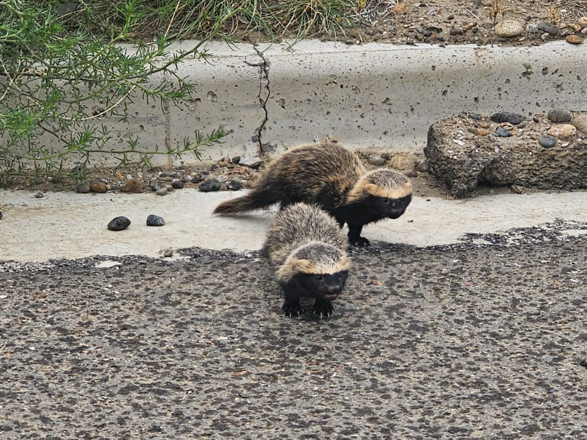 Invasión de hurones sorprendió a vecinos de la ciudad balnearia