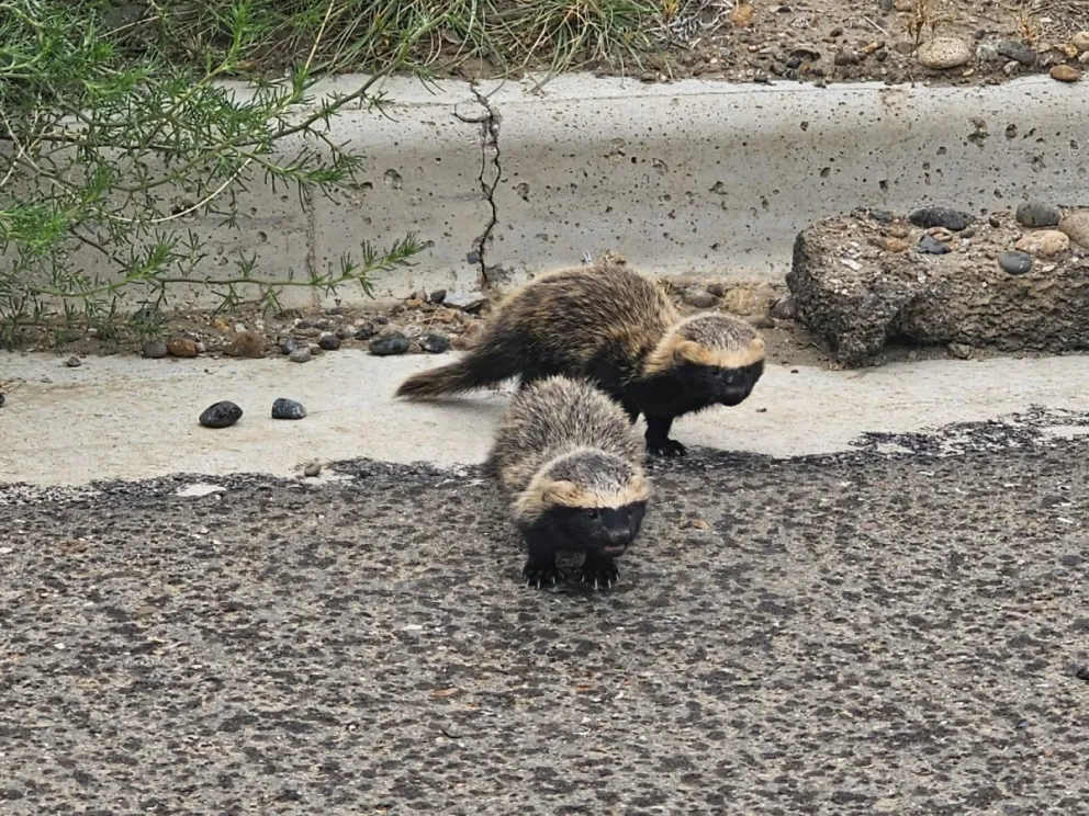 Invasión de hurones sorprendió a vecinos de la ciudad balnearia
