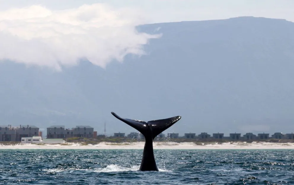 La ballena franca austral, gigante marino y estrella indiscutida de Península Valdés