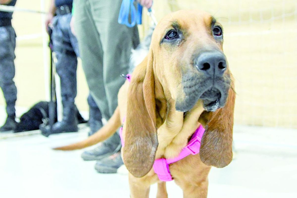 Castraciones gratuitas para perros y gatos en Madryn