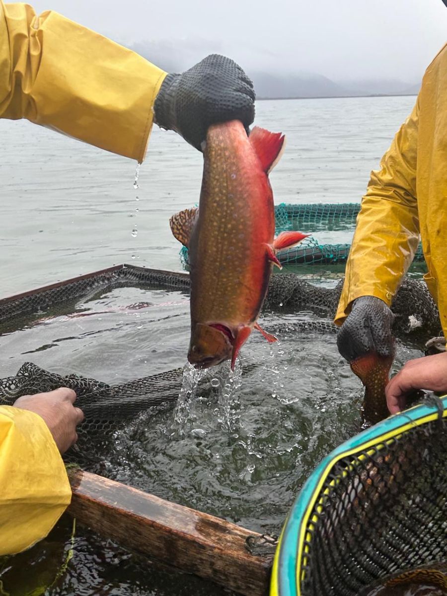 Provincia realizó exitosa campaña de desove en Lago Engaño