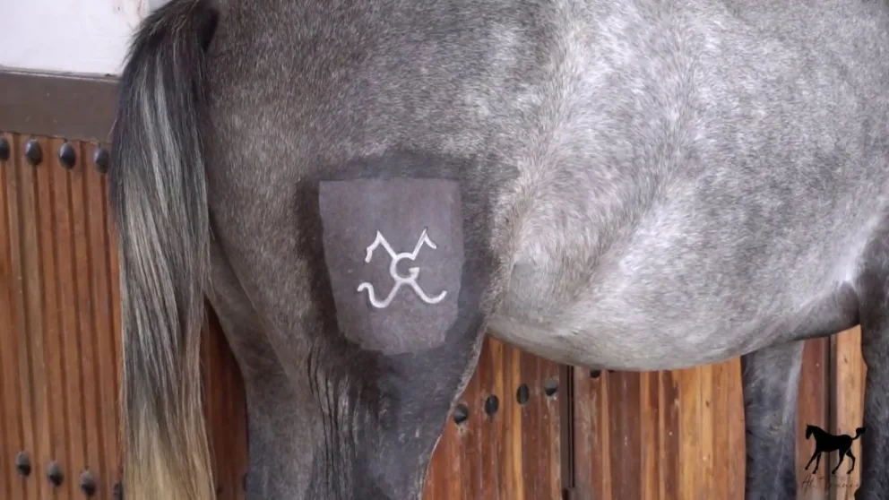 De una infracción municipal a un caso de abigeato: hallan caballos robados 