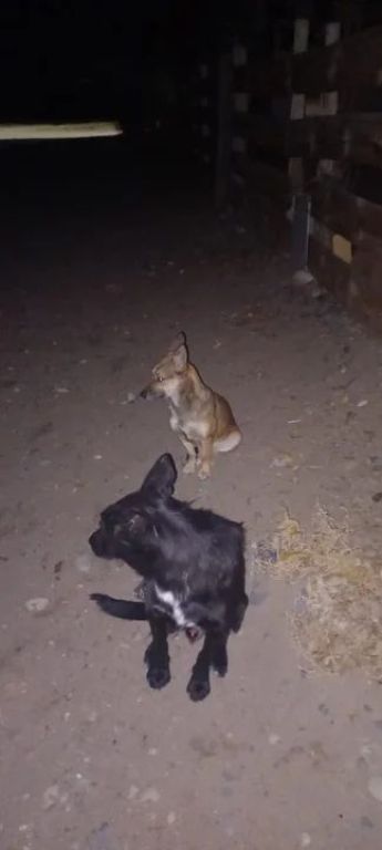 Perros sueltos generaron temor: intervención policial y acta por infracción