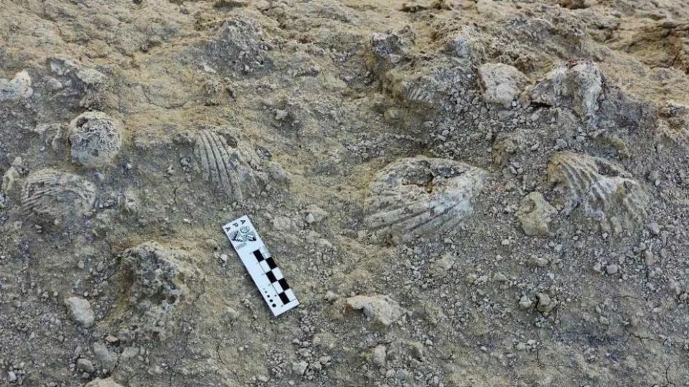 Descubren una almeja gigante de 20 millones de años en la Patagonia