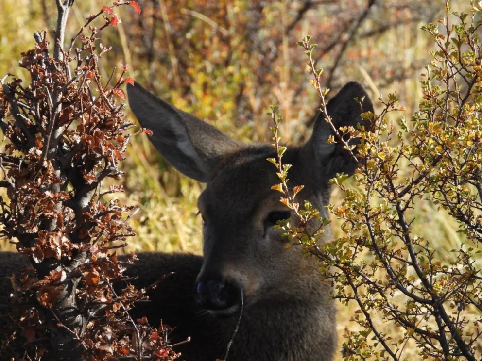 Nace un nuevo huemul en Chubut: esperanza para una especie en peligro de extinción