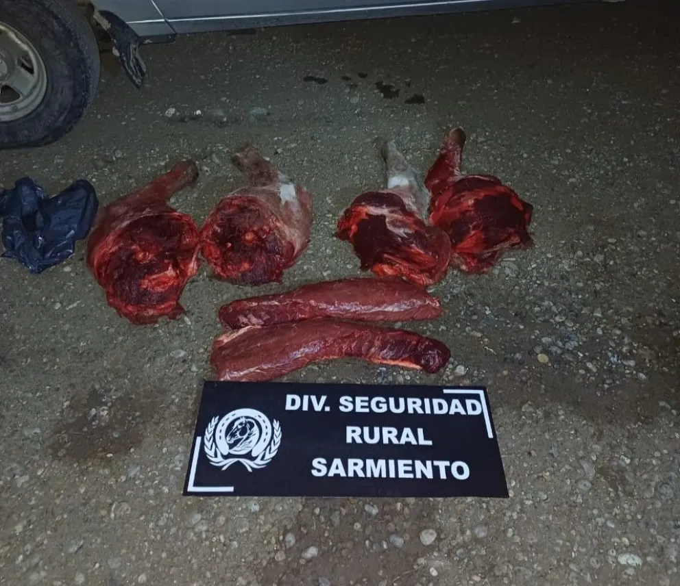 Decomisaron carne de guanaco cazado ilegalmente cerca de Sarmiento