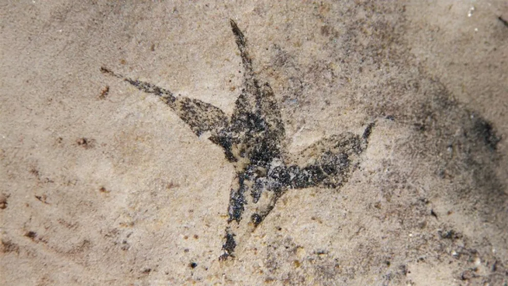Flor aislada de Stellula meridionalis