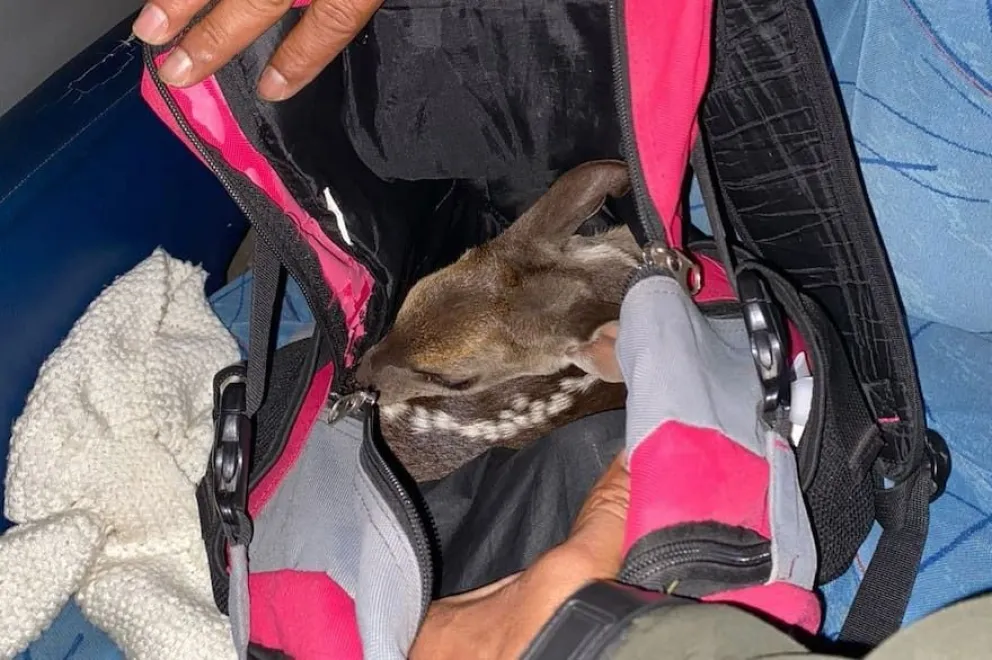 El animal fue hallado dentro de una mochila en un colectivo.