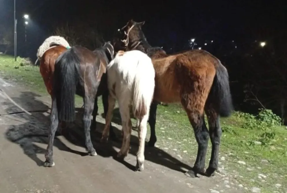 Caminaba con caballos robados en El Bolsón y terminó detenido