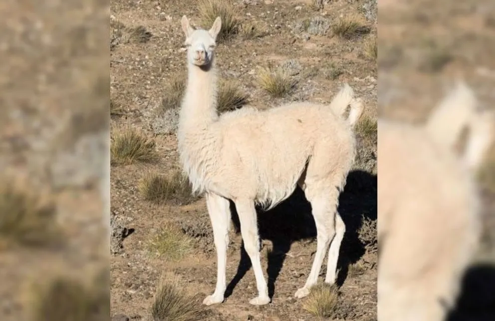 Raro avistamiento en la región: un guanaco albino sorprendió a vecinos de Comodoro y Caleta Olivia // Foto de referencia