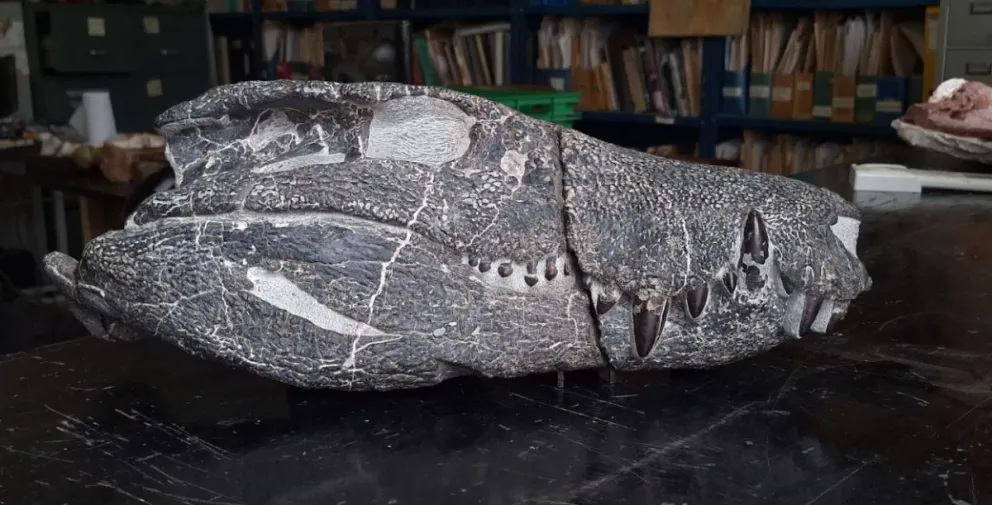 El hallazgo de los científicos argentinos en suelo patagónico marca un antes y un después para la ciencia global / Fotografía de Fernando Novas.