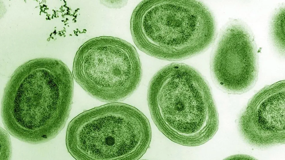 El Prochlorococcus es el microorganismo fotosintetizador más abundante de la Tierra, su destino preocupa a los científicos por el aumento de temperatura en los océanos.