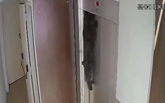 Un músico salvó a un perro con RCP tras quedar colgado de un ascensor