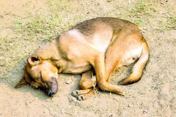 Preocupación en Caleta Olivia: denuncian envenenamiento a perros