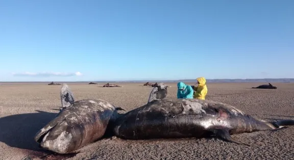 Misterioso varamiento masivo de orcas en Tierra del Fuego