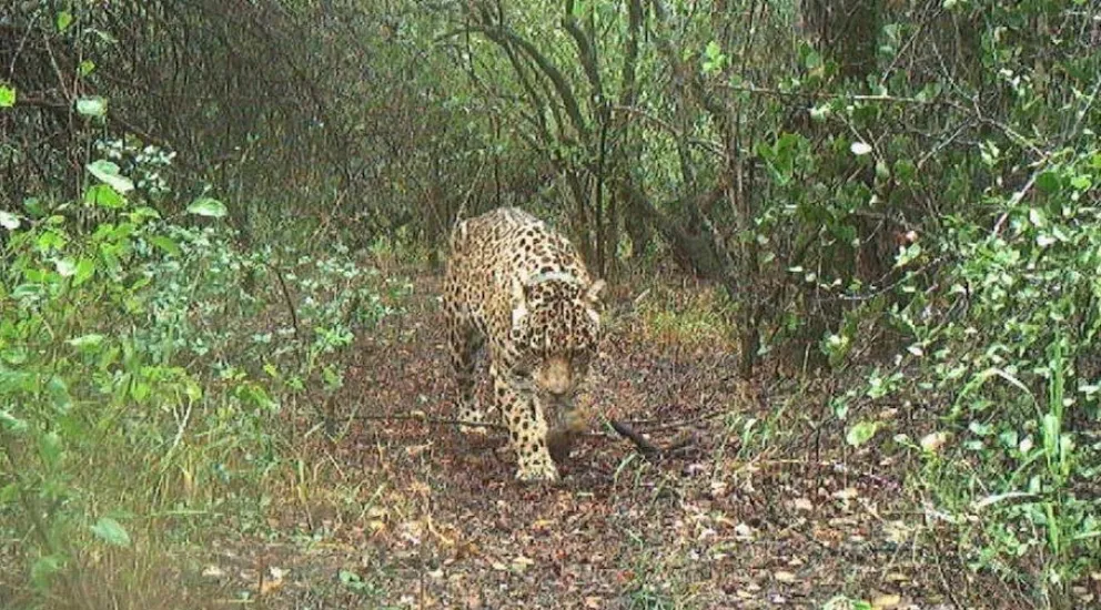 La yaguareté Acaí en octubre pasado al momento de ser liberada completamente, captada por una de las cámaras trampa instaladas en el Impenetrable chaqueño.