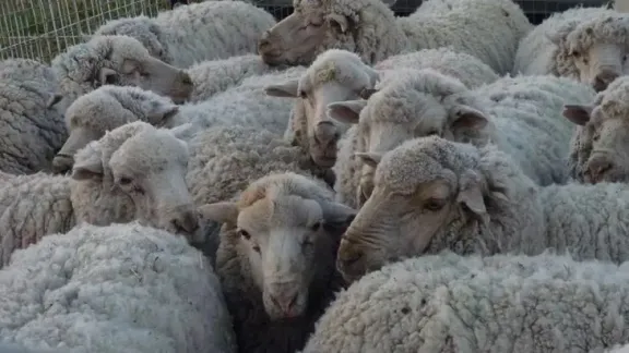 Chubut: Federación Rural alerta por el avance de la sarna ovina y la falta de recursos para combatirla