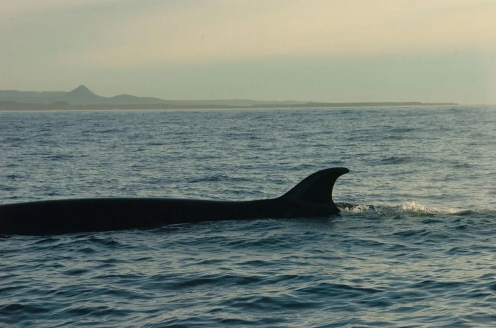 Gentileza - Mariano Coscarella