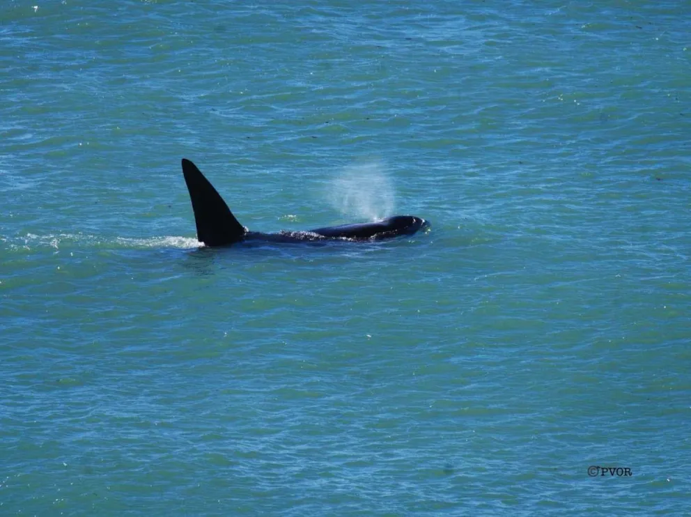 // Foto: PVOR - Peninsula Valdes Orca Research
