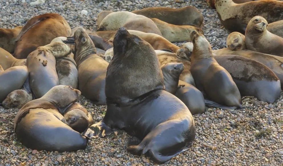 Lobos marino de un pelo (Foto_Darío Podestá) - CONICET CENPAT