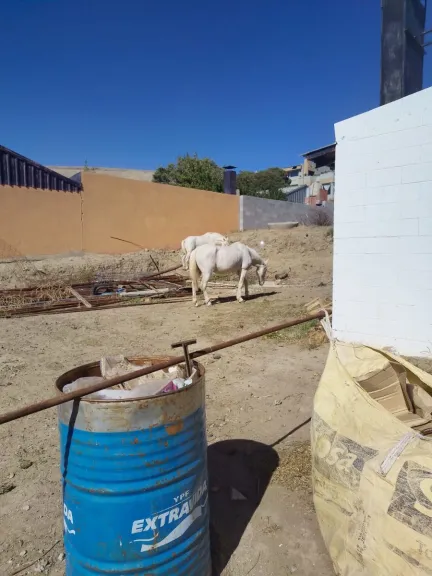 Entraron a una vecinal y se llevaron por la fuerza dos caballos que estaban en custodia