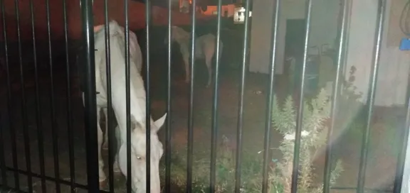 Amenazaron a una vecinalista y se llevaron caballos que estaban resguardados