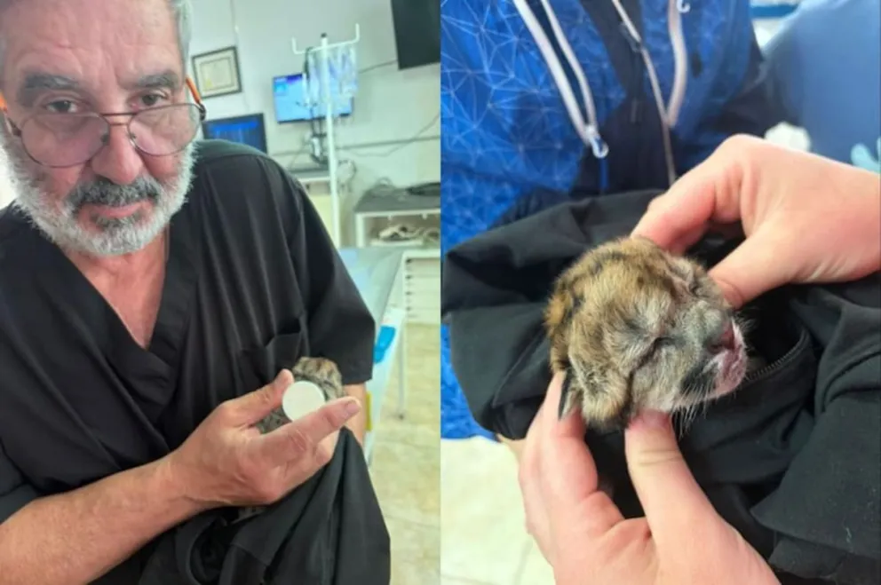 Un vecino que transitaba por la ruta rescató a la cría sobreviviente después del accidente y colabora con la atención.