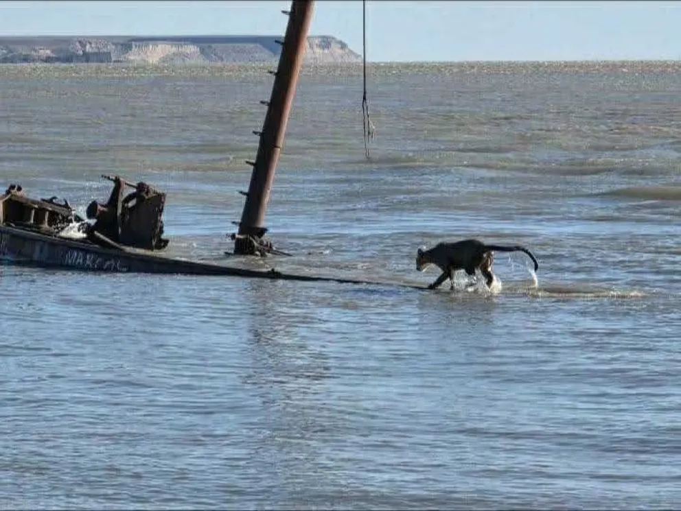 Un puma quedó atrapado en un antiguo barco // Fotos vía Redes Sociales