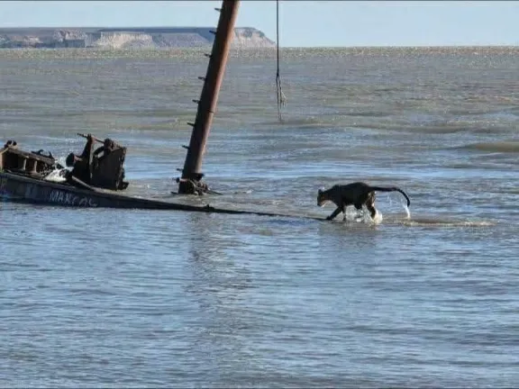 Un puma apareció en un barco hundido y nadó hasta la costa en Santa Cruz