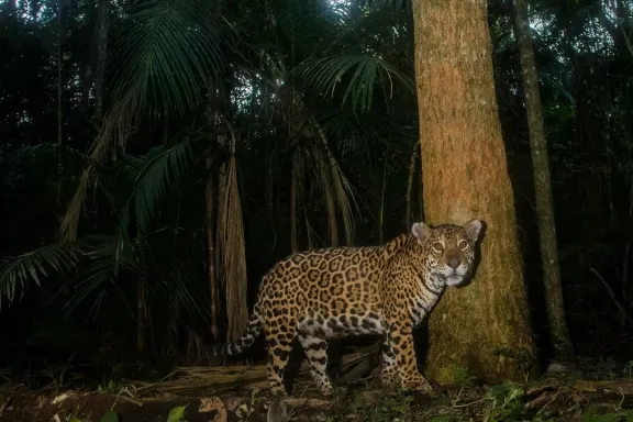 Buscan proteger al yaguareté con un seguimiento científico binacional