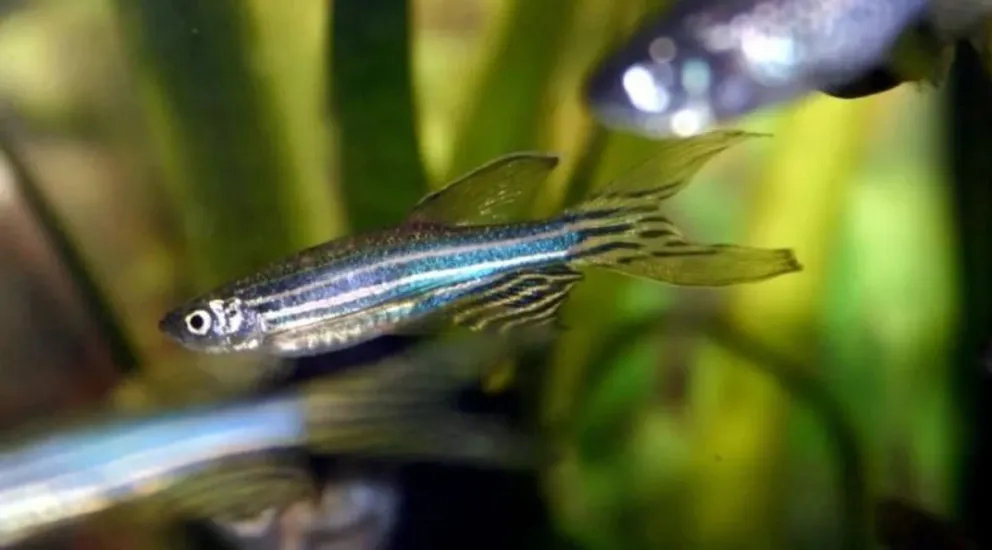 Un hallazgo argentino describe cómo la biología de este animal podría apuntar a soluciones para recuperar estructuras complejas en humanos