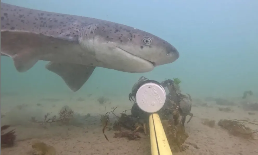 El sistema de marcaje busca obtener información precisa para cubrir vacíos sobre la estacionalidad y las migraciones de la especie en el Atlántico sur occidental.