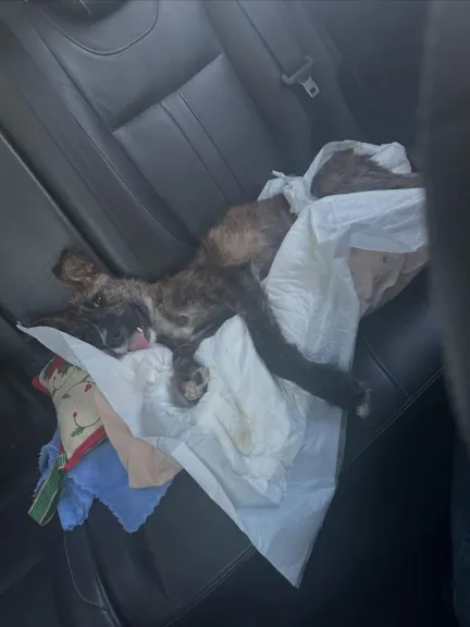 Caso Merlín: abren investigación por la muerte del cachorro tras sufrir maltrato animal