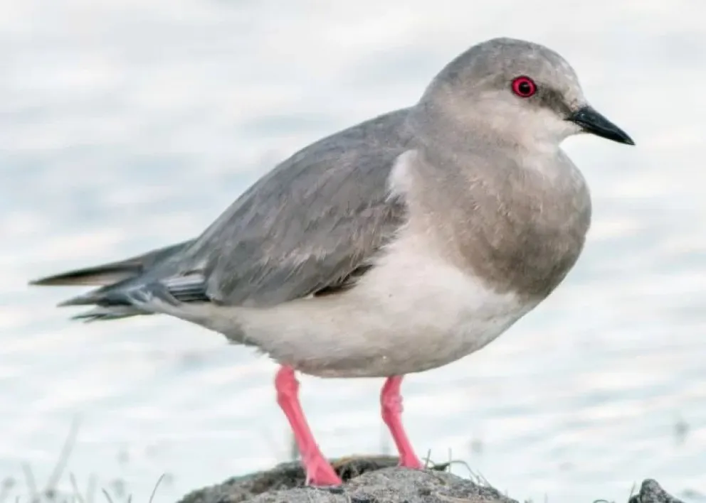 En Chile se lo conoce como Chorlo de Magallanes.