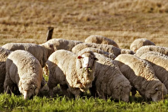 Federaciones rurales defienden la vigencia de la ganadería ovina