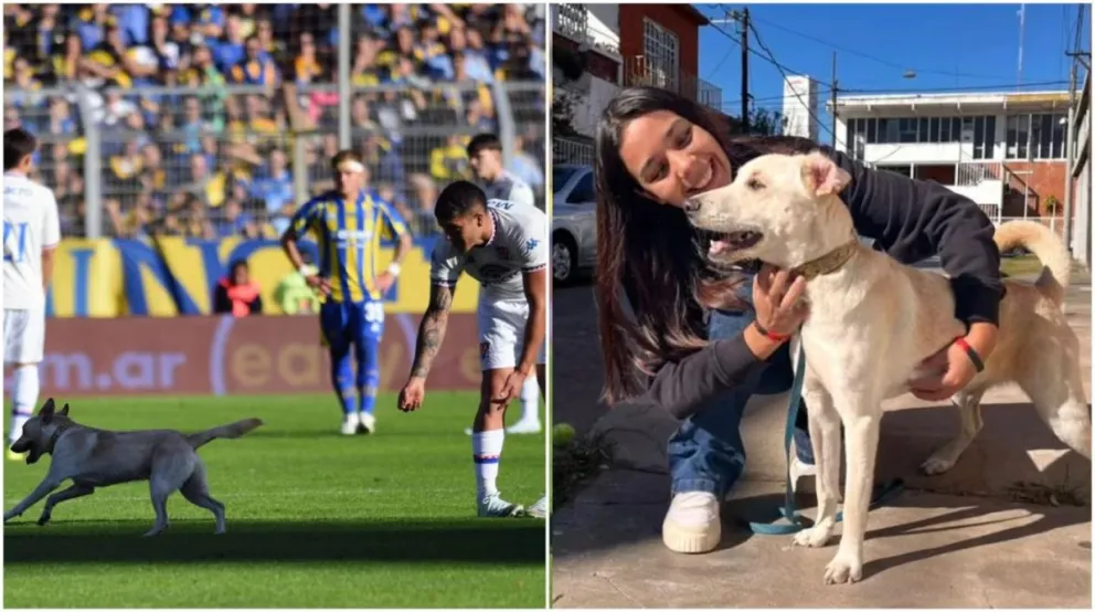 El animal irrumpió en el campo de juego y el video no tardó en viralizarse. (Foto: Fotobaires).