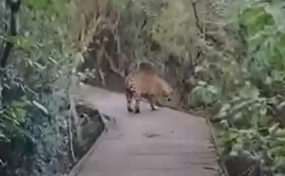 Captura de video