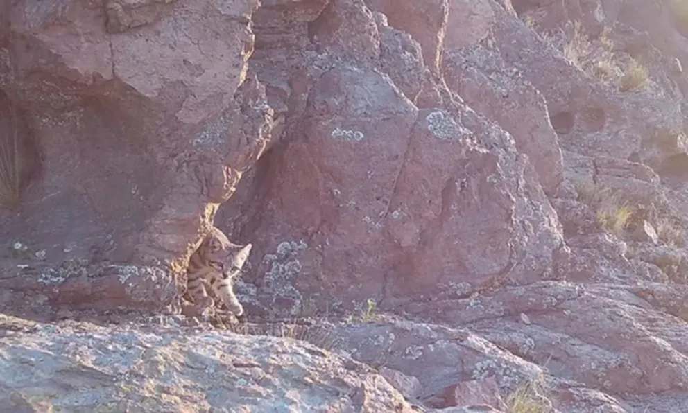 Hallazgo científico: logran fotografiar al gato andino en Mendoza