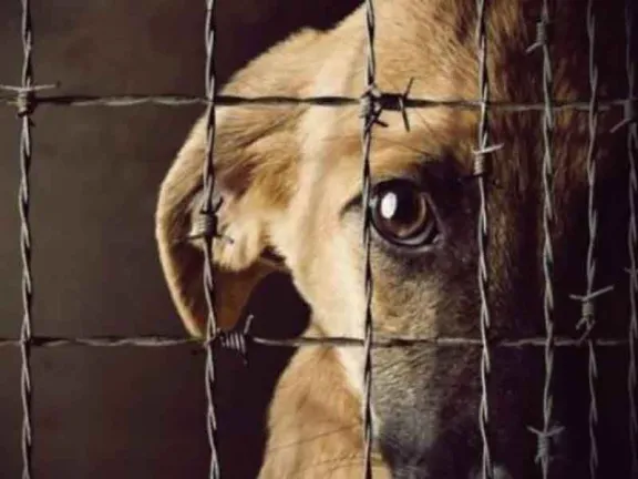Tolerancia cero al maltrato animal: Comodoro endurece los protocolos de intervención