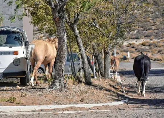 Se aprobó por unanimidad la ordenanza que regula la presencia de caballos en la vía pública
