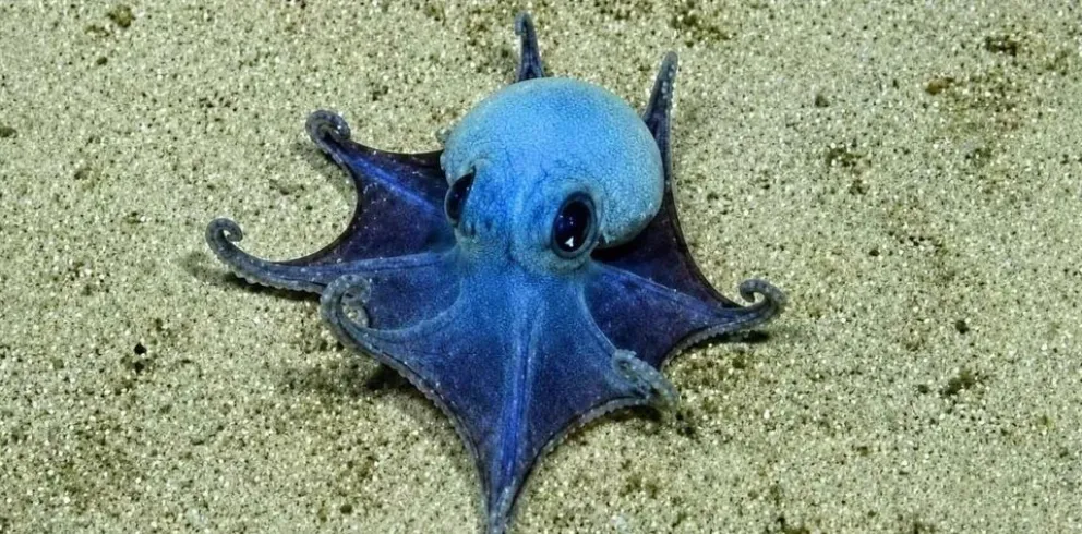 Descubren nueva especie de pulpo azul en las islas Galápagos