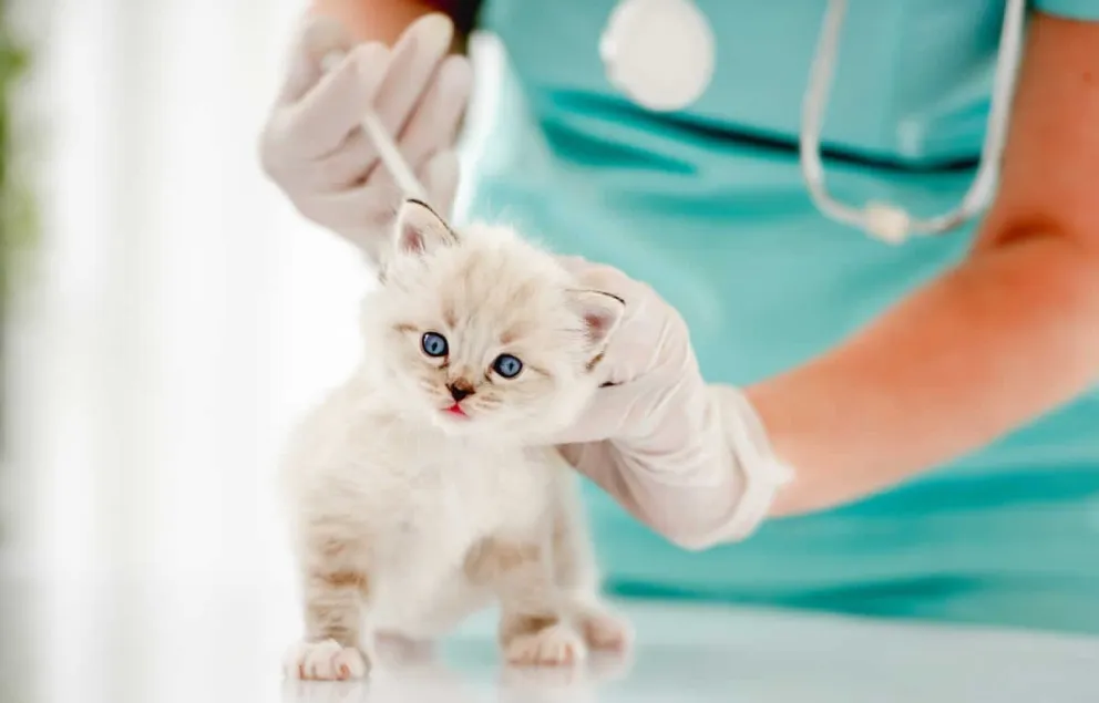 Veterinarios municipales fueron denunciados por negarse a vacunar gatos ferales durante castraciones