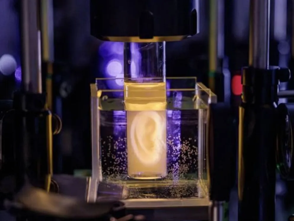 Avance científico: logran imprimir una oreja 3D con células vivas